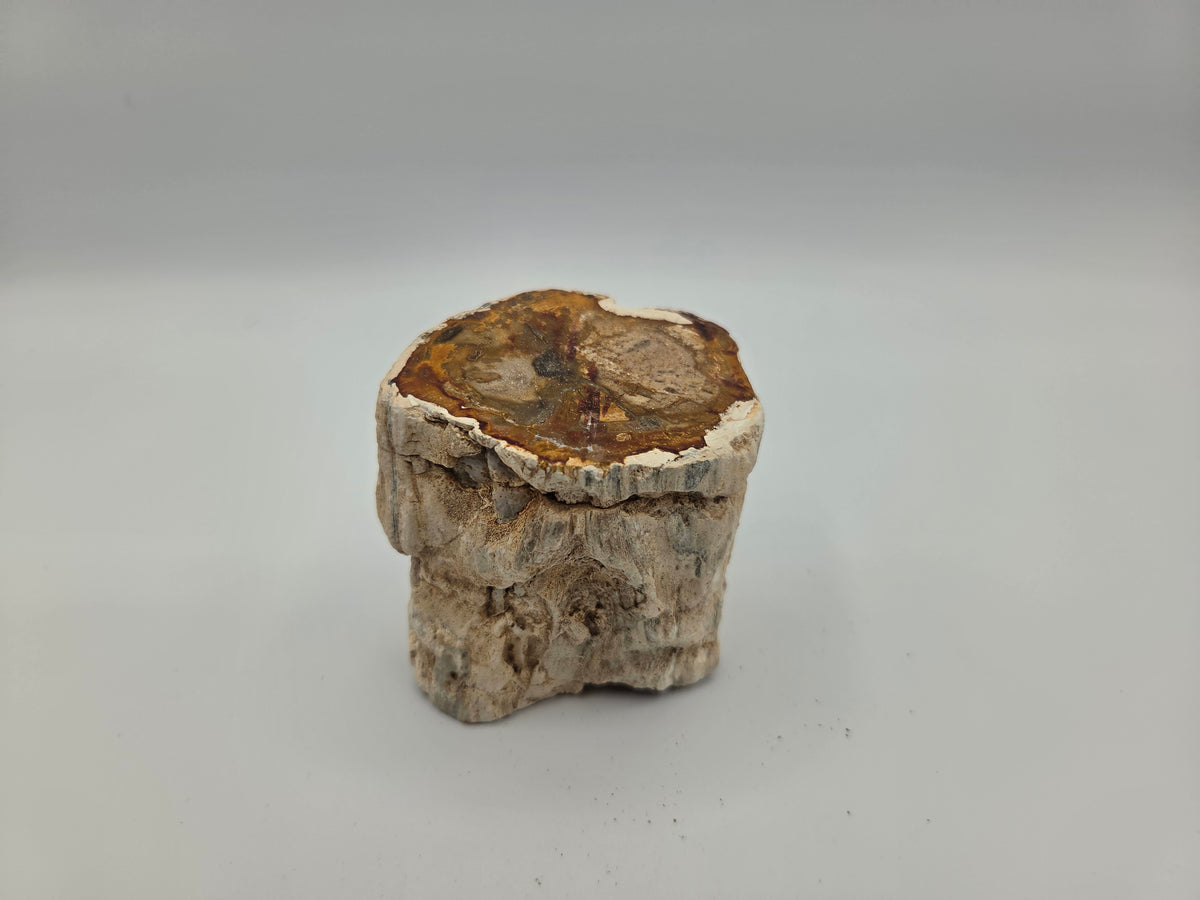 Petrified Wood