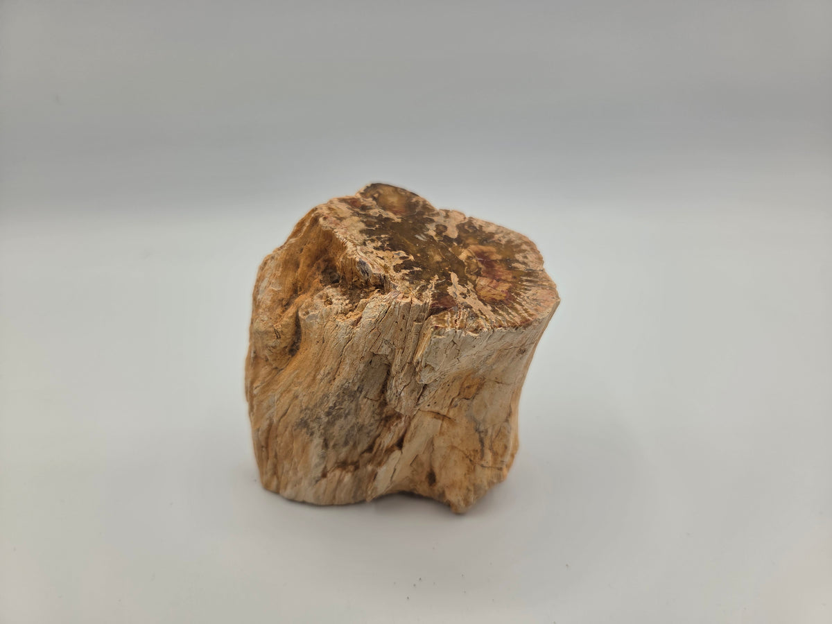 Petrified Wood
