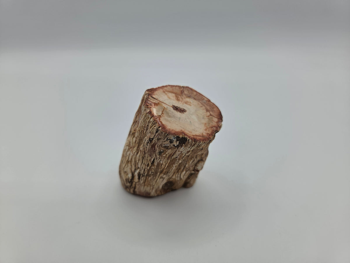 Petrified Wood