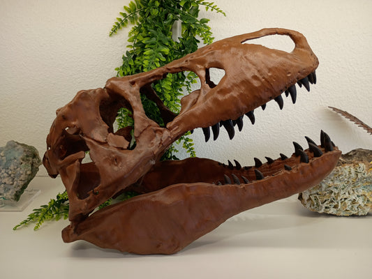 Large T.rex skull