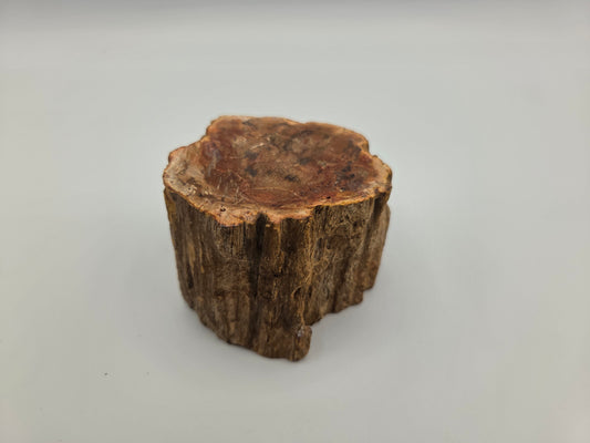 Petrified Wood